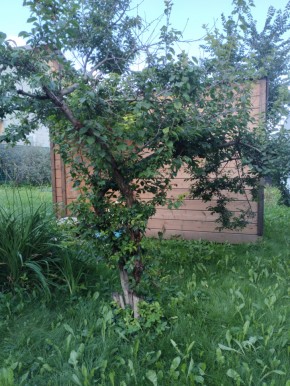 Коллективный сад номер 7, участок 58 в Нижняя Салда - nizhnyaya-salda.yutvil.ru - фото 28 Коллективный сад номер 7, участок 58 в Нижняя Салда - nizhnyaya-salda.yutvil.ru - фото 28