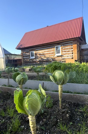 СНТ Дорожник, 97 в Нижняя Салда - nizhnyaya-salda.yutvil.ru - фото 19