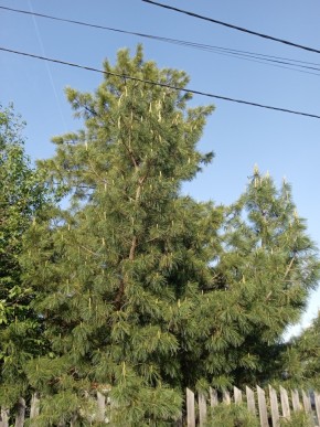 ул. Полынная,29 в Нижняя Салда - nizhnyaya-salda.yutvil.ru - фото 18 ул. Полынная,29 в Нижняя Салда - nizhnyaya-salda.yutvil.ru - фото 18